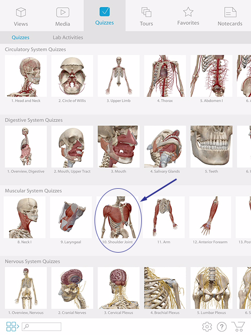 From Anatomy to Pathology: A Shoulder Region Lesson Plan in 3D and AR
